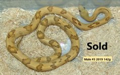 Male #3 2019 Sold.jpg