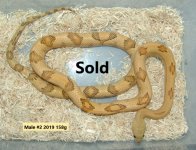 Male #2 2019 Sold.jpg
