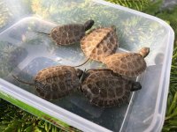 NA Wood Turtles.jpg