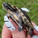 Philippine Box Turtles (Cuora amboinensis ...) CB 2021 1.jpeg