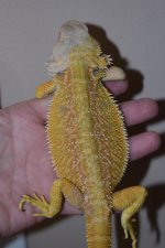20210620173644.202-CitrusHypoMale2.jpg