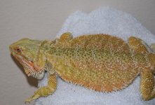 Citrus Tiger Hypo Male 5.jpg