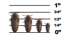 dubia sizes with ruler.png
