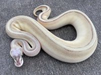 superpastelbutterstripe.jpg