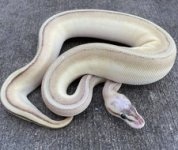 superpastelbutterstripe1.jpg