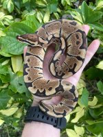 woma.jpg
