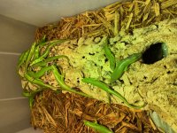 green tree skink.jpg
