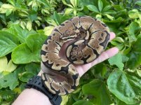 woma2.jpg