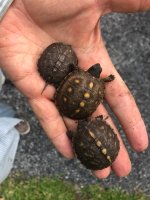 boxturtles.jpg