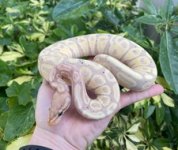 bananafemale1.jpg
