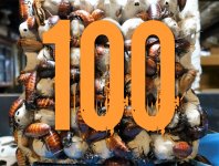 hissers100.jpg