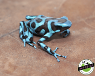 green-black-dart-frog-for-sale_960x.png