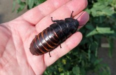 hisser.jpg