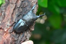 dorcus titanus  (1 of 1).jpg