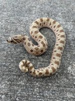 condadhhypoalbino.jpg