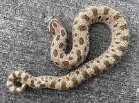 condadhhypoalbino2.jpg