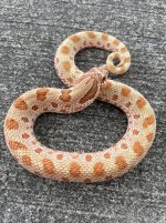 vanillacherry2.jpg
