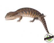 northern-blue-tongue-skink-for-sale.jpg
