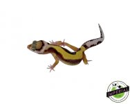 fancy-leopard-geckos-for-sale.jpg