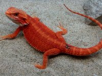 Trans Het Hypo Female #H-LB, 11in, $500 - Copy.jpg