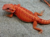 Leather Hypo Trans Female #X-M, 11in, $400 (toe nip) - Copy.jpg