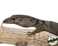 rough-neck-monitor-for-sale.jpg