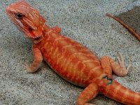 Leather Hypo Trans Male #3-LB, 10in, $300 - Copy.jpg