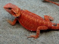 Hypo Trans Male #L-LB, 11in, $350 - Copy.jpg