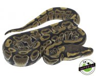 het-clown-ball-python-for-sale.jpg