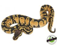 pastel-ball-python-for-sale.jpg