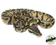 ImperialAnimalPictureTemplate-2021-01-04T222328.199.jpg