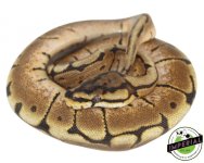 spider-ball-python-for-sale.jpg