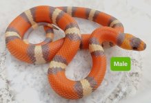 Tricolor Hypo Male.jpg