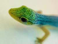 ChameleonCans.jpg