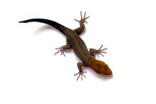 ChameleonCanss.jpg