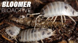 BloomerBioactive Dairy Cow.jpg