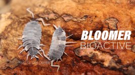 Bloomer Bioactive.jpg