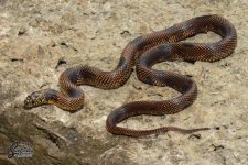 Lampropeltis_getula_goini_male_D1_10-15-21_A1_logo_web.JPG