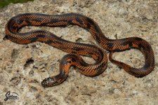 Lampropeltis_getula_goini_female_D4_8-25-21_A1_logo_web.JPG