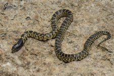 Lampropeltis_getula_splendida_BrewsterTX_female_JF6_9-10-15-21_A1_logo_web.JPG
