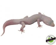 blazing-blizzard-leopard-gecko-for-sale.jpg