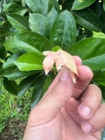 albino chinese softshell 3.jpeg