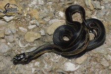 Lampropeltis_getula_getula_Mosaic_female_KE1_8-9-21_A1_logo_web.JPG