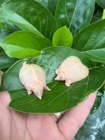 albino chinese softshell 2.jpeg