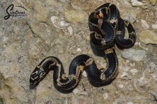 Lampropeltis_getula_getula_Mosaic_female_KE5_8-9-21_A1_logo_web.JPG