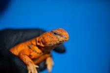 IMG_8667.jpg