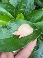 albino chinese softshell 1.jpeg