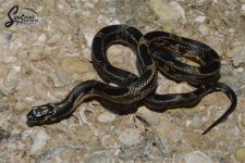 Lampropeltis_getula_getula_Mosaic_male_KE8_8-9-21_A1_logo_web.JPG