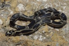 Lampropeltis_getula_getula_Mosaic_male_KE9_8-9-21_A1_logo_web.JPG