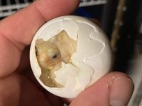 2021ivoryhatchling_firstofseason.jpg